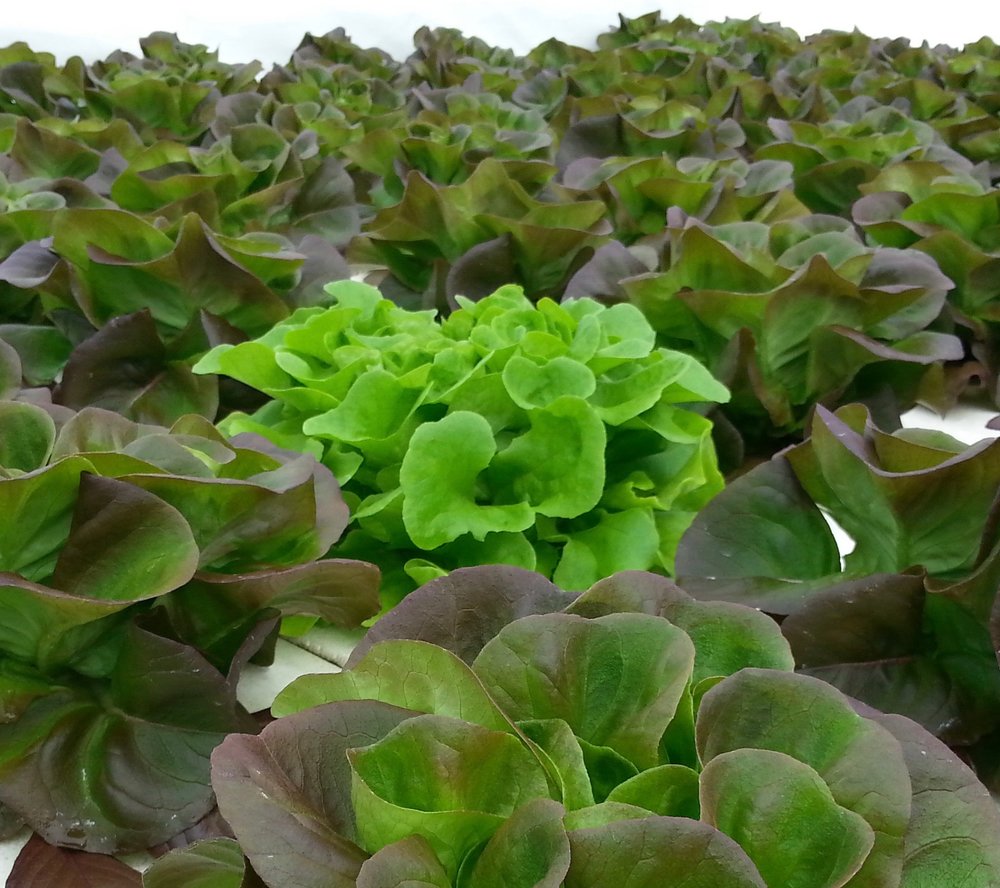 lettuce